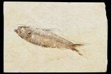Detailed Fossil Fish (Knightia) - Wyoming #174644-1